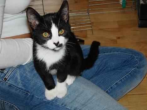 Huskat Kitler - Hva´ var det? En mus? billede 1