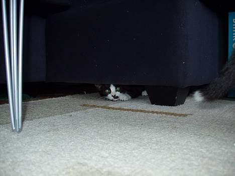 Huskat Kitler - Schhh... Jeg ligger på lur! billede 2