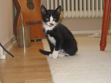 Huskat Kitler - Krigeren Kitler klar til kamp! billede 3