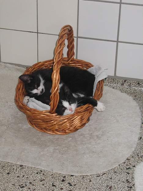 Huskat Kitler - Så blev det tid til at hvile lidt med brormand efter en lang dag med tant og fjas. billede 5