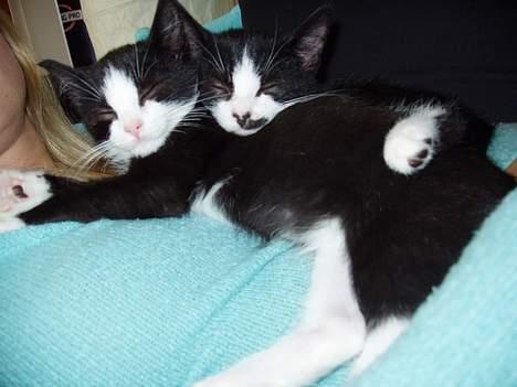Huskat Kitler - Selvom jeg har givet ham tæv hele dagen, så er han altså meget god at putte op af ham Ozzi. billede 7