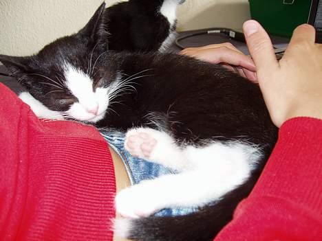 Huskat Ozzi - En lur på mors mave. billede 9