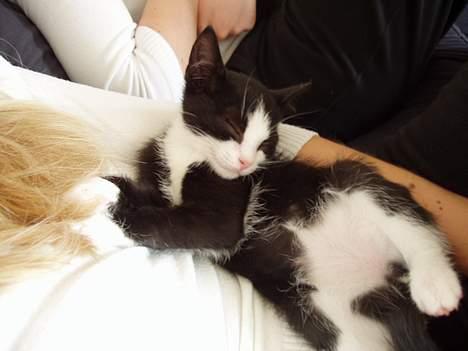 Huskat Ozzi - Se min mave. billede 10