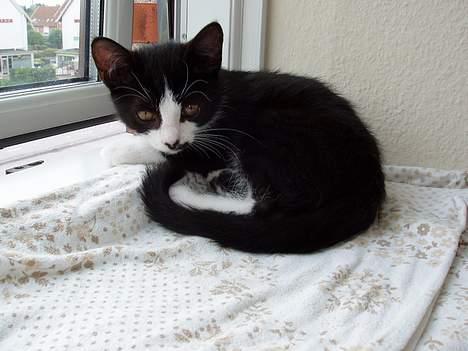 Huskat Kitler - Jeg er altså træt. billede 9