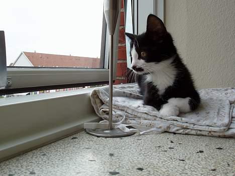 Huskat Kitler - Hov, hvad var nu det. billede 10