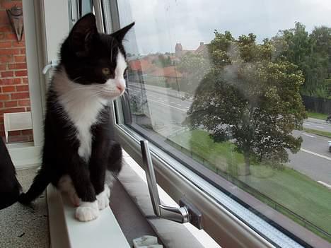 Huskat Ozzi - Min bror siger der sker noget. billede 12