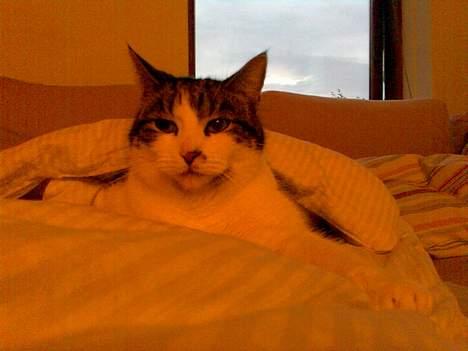 Huskat Gucci - Igen under dynen. Det er så dejligt varmt. billede 11