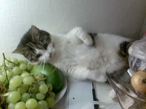 Huskat Gucci - På køkkenbordet og hygger. Dejligt med lidt grønt billede 12