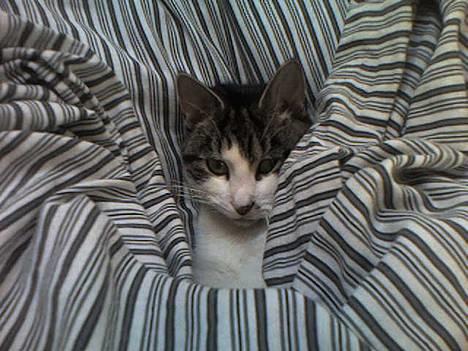 Huskat Gucci - Ligger og putter under dynen billede 13