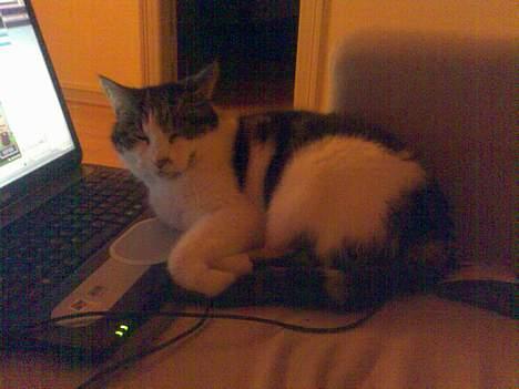 Huskat Gucci - Mor sidder ved computeren så det vil jeg også. billede 14