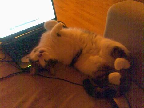 Huskat Gucci - Dejligt, mor tager billeder, så jeg gør mig lækker billede 15