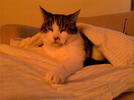 Huskat Gucci - Jeg elsker altså de dyner. billede 16