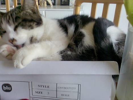 Huskat Gucci - Hygger mig ovenpå mors nye skokasse.. billede 17