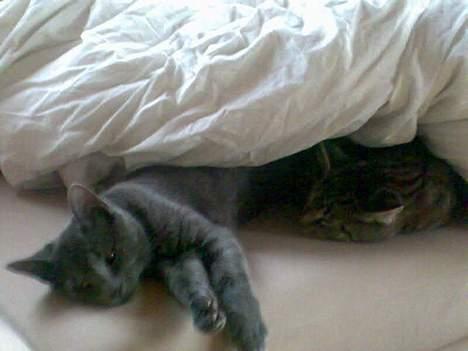 Huskat Mushu - Hjemme hos os kan vi rigtig godt lide dyner. Min søster og jeg putter billede 6