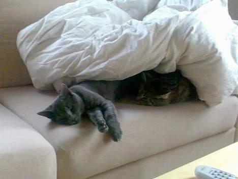 Huskat Mushu - Dejligt med lidt varme billede 7