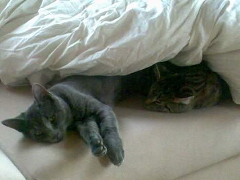 Huskat Mushu - Jeg har det rigtig godt. billede 8