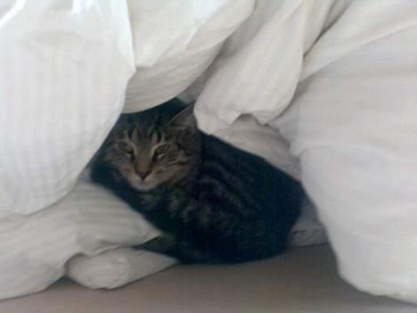 Huskat Sarabi (RIP) - Mor har lige støvsuget.. Det kan jeg ikke så godt lide. Så jeg gemmer mig lige. billede 12