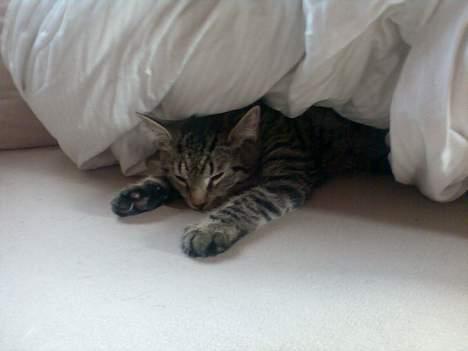 Huskat Sarabi (RIP) - Sover lige lidt under dynen. billede 13
