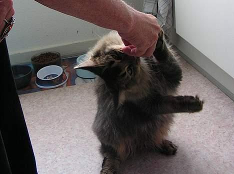 Norsk Skovkat Loke - Hvad gør man ik for en ekstra godbid? billede 14