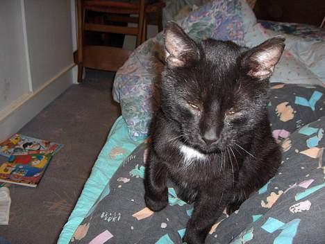 Huskat Cæsar R.I.P. <33 billede 2