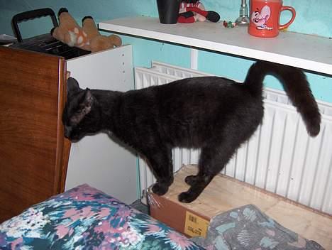 Huskat Cæsar R.I.P. <33 billede 3