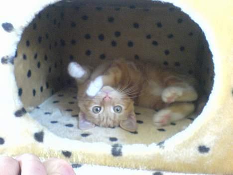 Huskat Pjevs - Fået nyt hjem billede 7