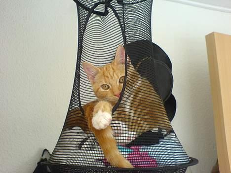 Huskat Pjevs - Fået nyt hjem billede 8