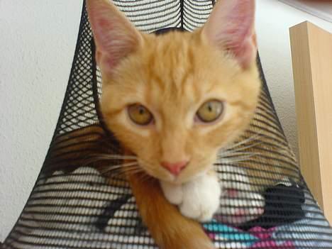 Huskat Pjevs - Fået nyt hjem - NÆRbillede :) billede 9