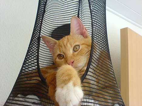 Huskat Pjevs - Fået nyt hjem billede 10