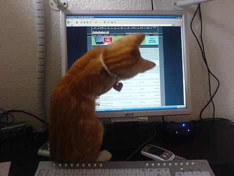 Huskat Pjevs - Fået nyt hjem - Fang Musen..! billede 11