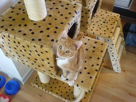 Huskat Pjevs - Fået nyt hjem billede 12