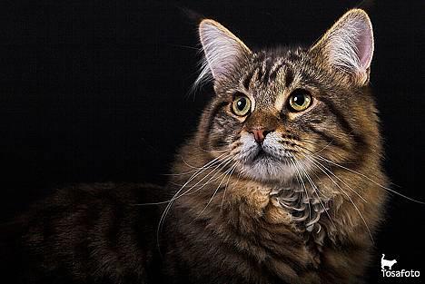 Maine Coon  Vingsted´s  Gentlemann billede 1