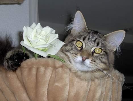 Maine Coon  Vingsted´s  Gentlemann - Er det sån jeg skal ligge? billede 2