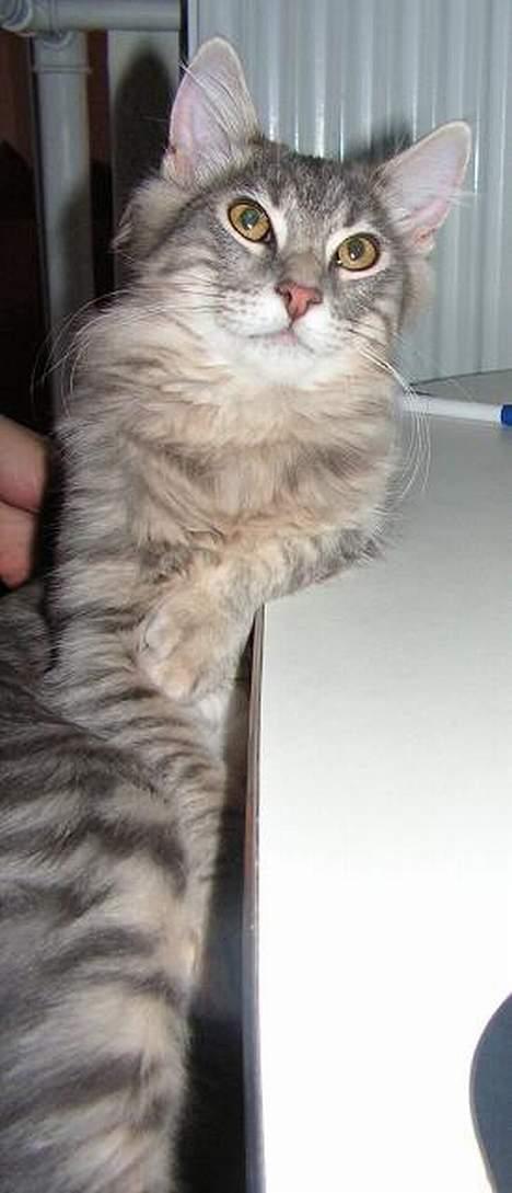 Norsk Skovkat Balou - Ligner en der har styr på verdens situationen billede 12