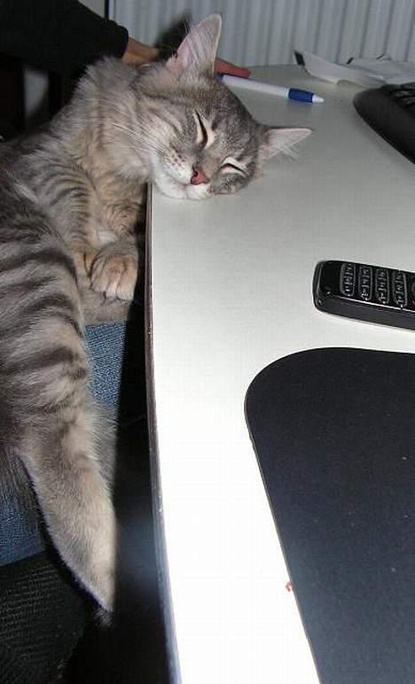 Norsk Skovkat Balou - Også blev han træt :=) billede 13