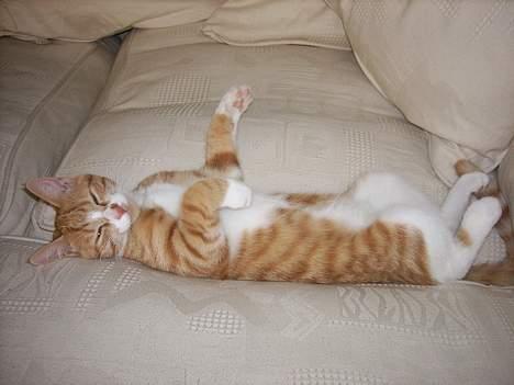 Huskat Tot - Eftermiddagslur billede 11