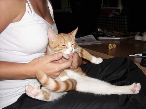 Huskat Tot - "Jeg vil også smage" billede 12