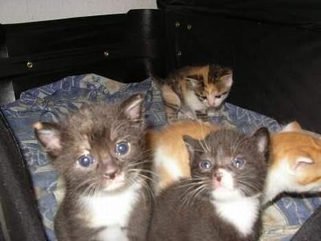 Huskat Akia - Det er mig bagved :-) Mor fandt et billede :-) billede 17