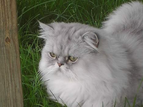 Perser Baltazzar billede 20