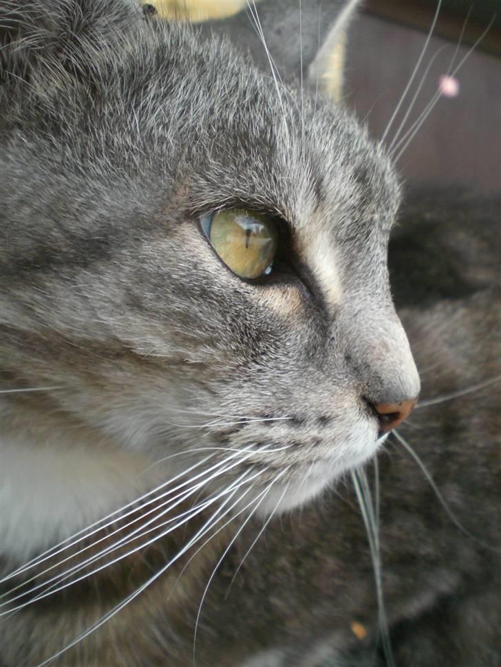 Huskat Hansa*død:'/ Hvil i fred  billede 1