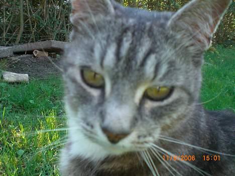 Huskat Hansa*død:'/ Hvil i fred  billede 2