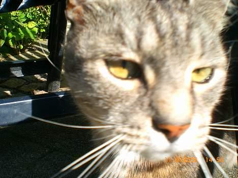 Huskat Hansa*død:'/ Hvil i fred  billede 3