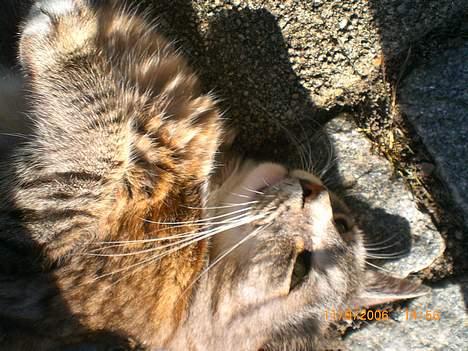 Huskat Hansa*død:'/ Hvil i fred  billede 4