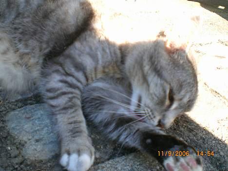 Huskat Hansa*død:'/ Hvil i fred  billede 5