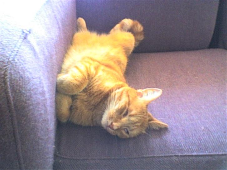 Huskat Anthon - Elsker at sove..  billede 9