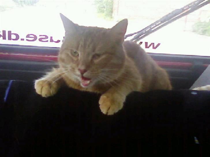 Huskat Anthon - Ser jeg bøvet ud.. :)  billede 10