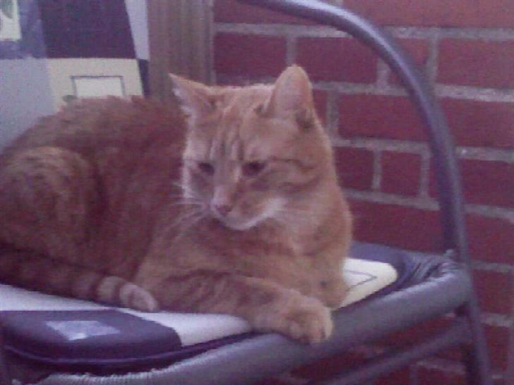 Huskat Anthon - Hvor er han bare sød..  billede 11