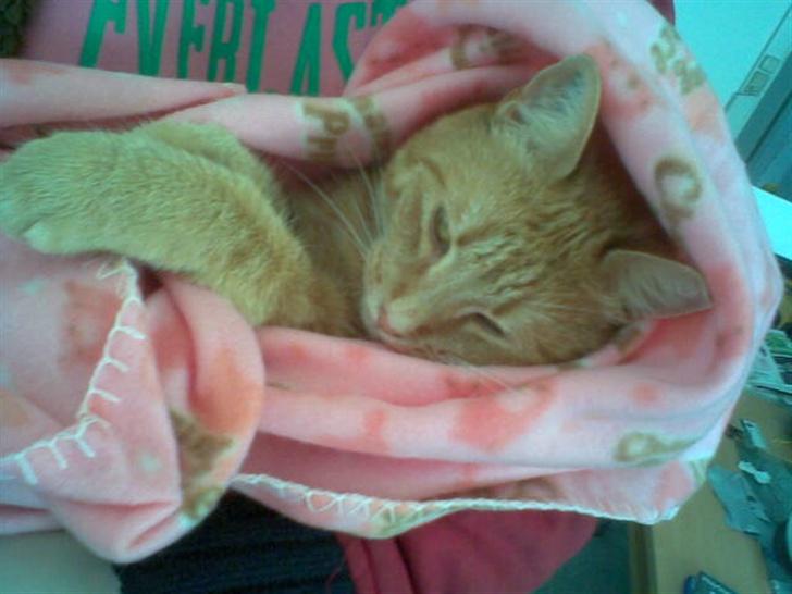 Huskat Anthon - Det kunne være man skulle tage sig en lille lur..  billede 12