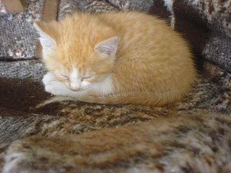 Huskat Pom-Pom - adoreable, isn´t he =) billede 1