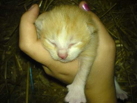 Huskat Pom-Pom - En lillebitte Pom-pom billede 5